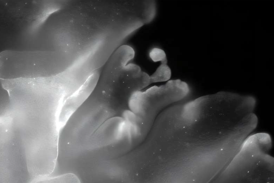 Alimlər oriqami kimi qatlanan unikal heyvan aşkar ediblər